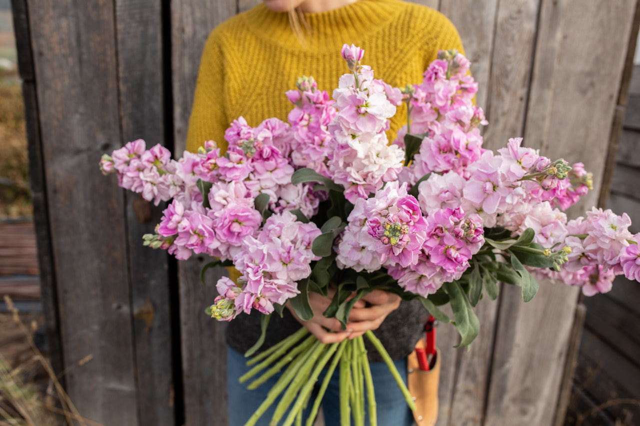 Levkoija Katz Cherry Blossom, Loukykvět