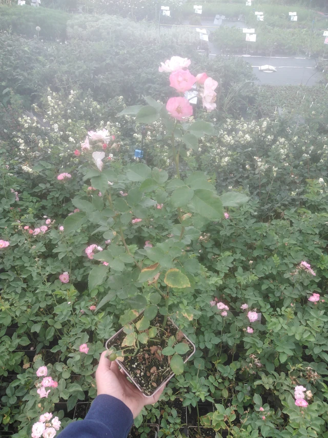 Ruusu Magical Autumn’s Glory - 2024