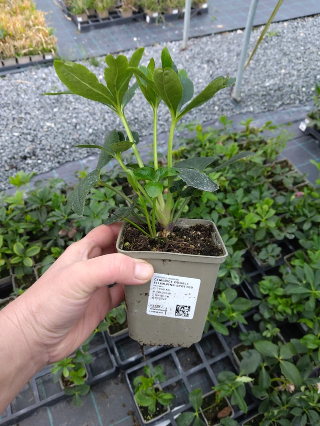 Jouluruusu Double Ellen Pink Spotted - 10. 10. 2025