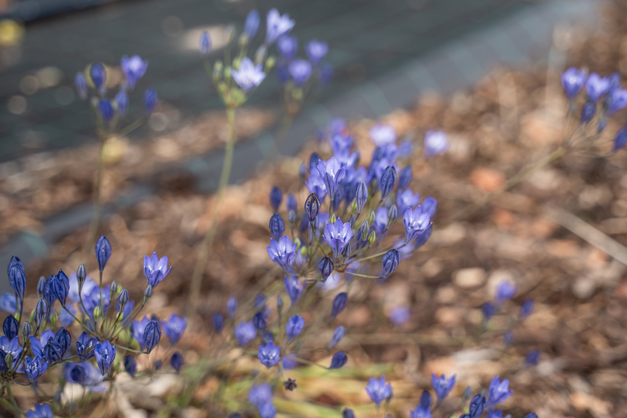 Triteleia Blues, Loukykvět