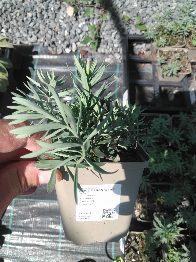 Purppurakannusruoho Canon Went - 24. 6. 2025