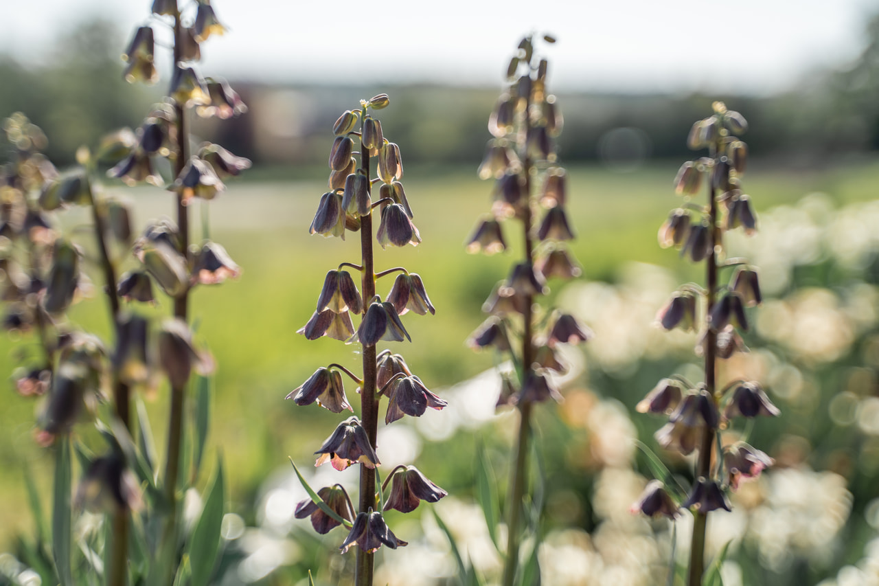 Fritillaria persica Magic Bells, Loukykvět