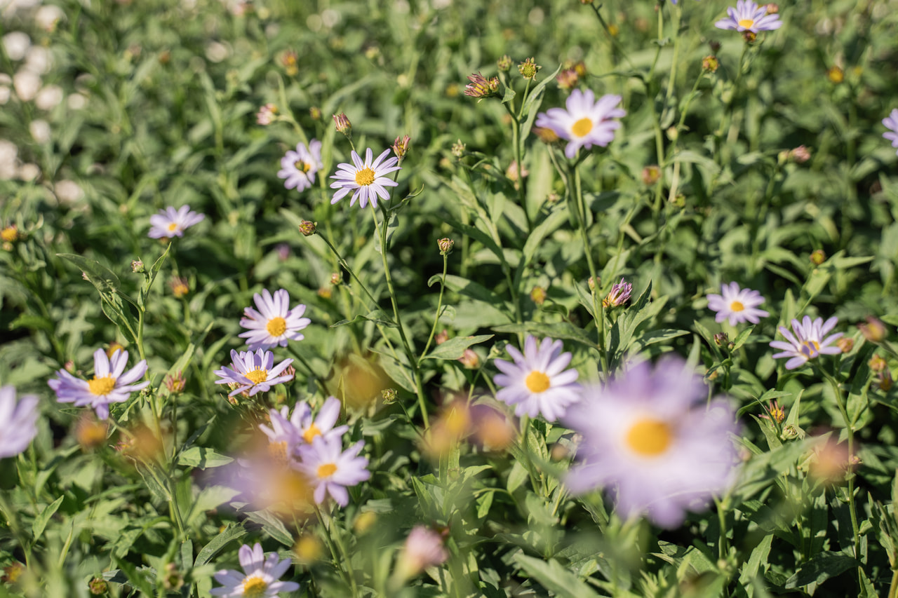 Aster japonés Charlotte, Loukykvět
