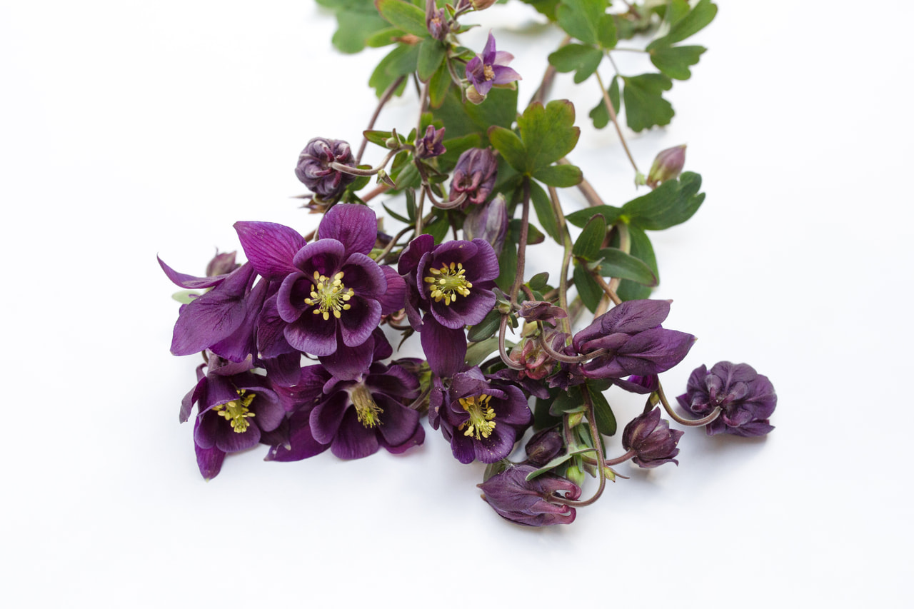 Lehtoakileija Blue Barlow, Loukykvět