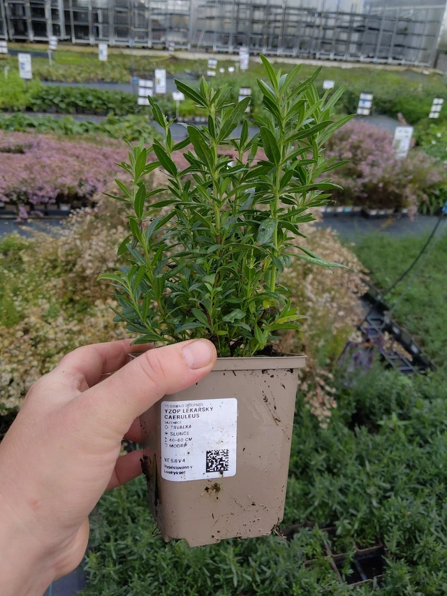 Hisopo Caeruleus - 9. 10. 2025