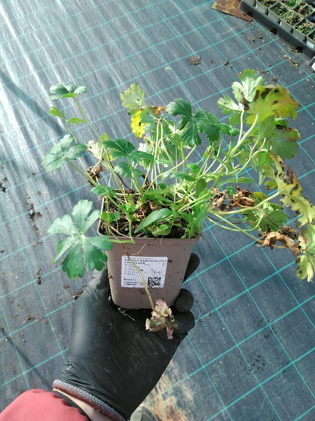 Peittokurjenpolvi Lohfelden - 31. 10. 2025