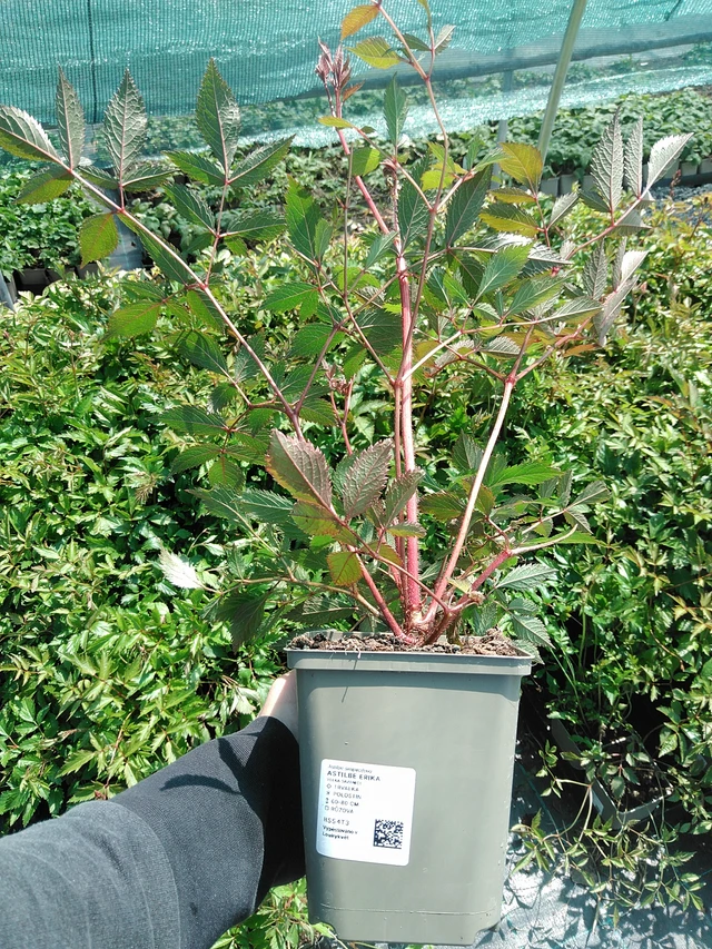 Jaloangervo Erika - 13. 5. 2025