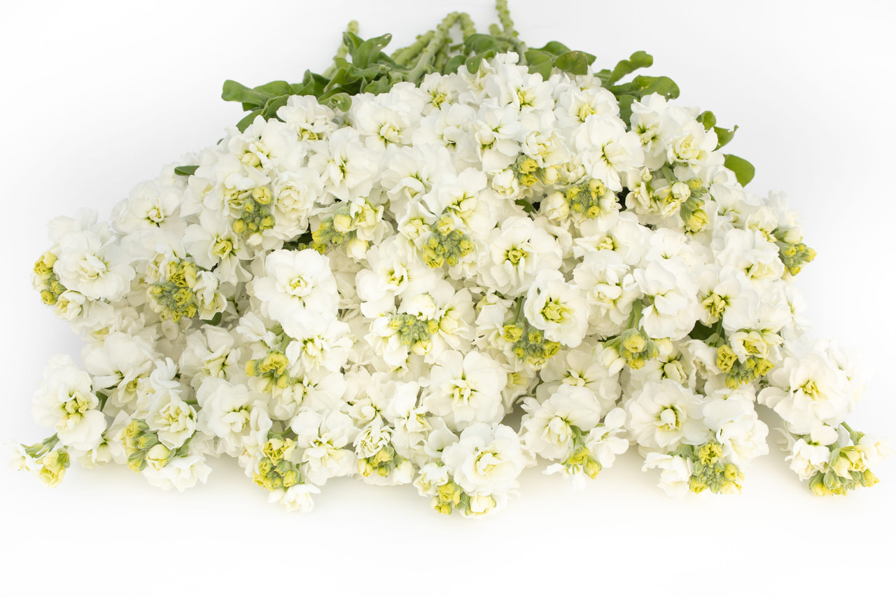 Stock StoX White, Loukykvět