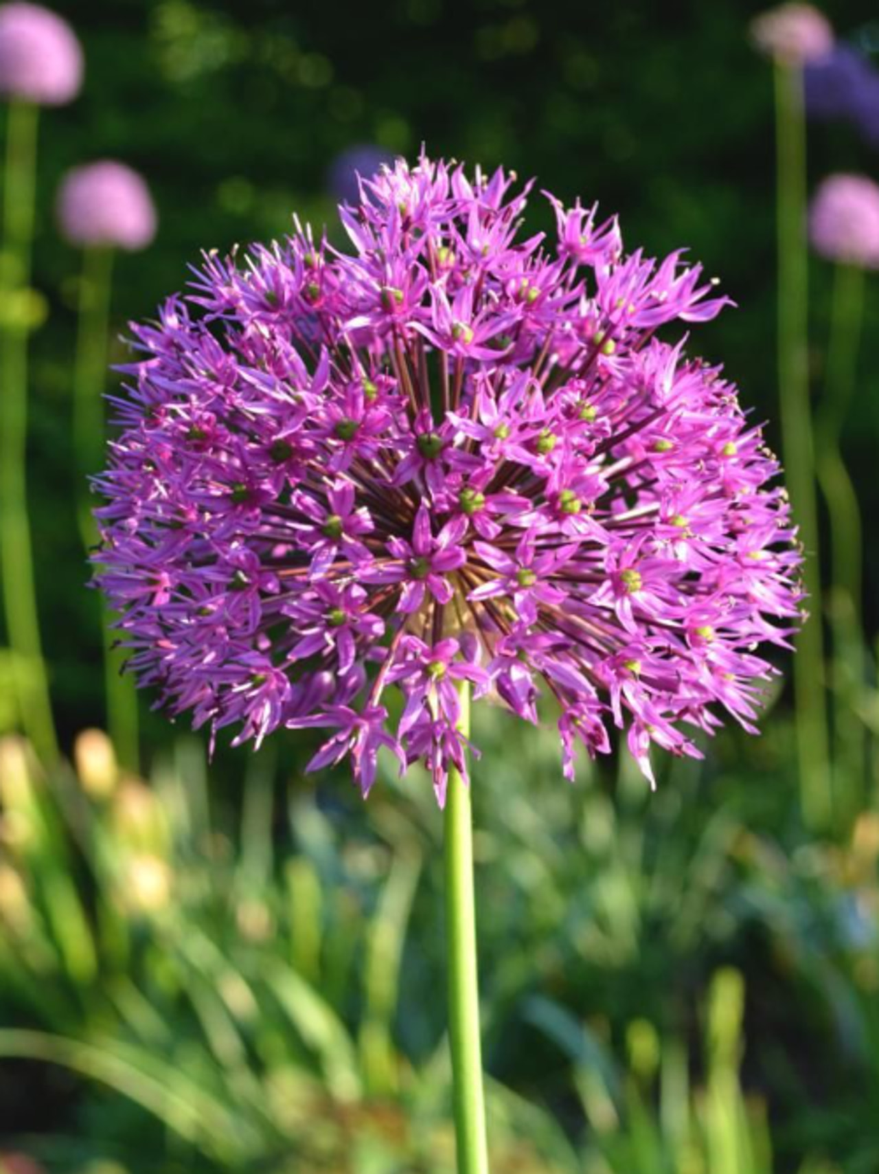 Allium giganteum, Loukykvět