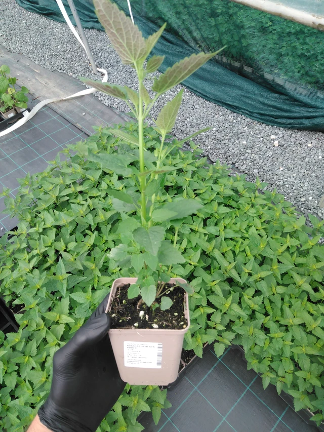 Jätti-iiso Black Adder - 2024