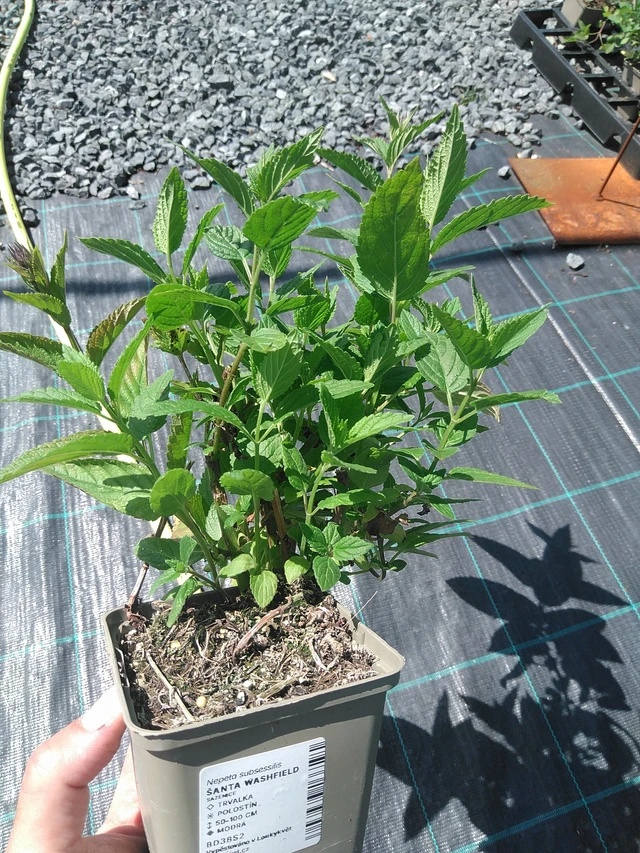 Kissanminttu Washfield - 24. 6. 2025