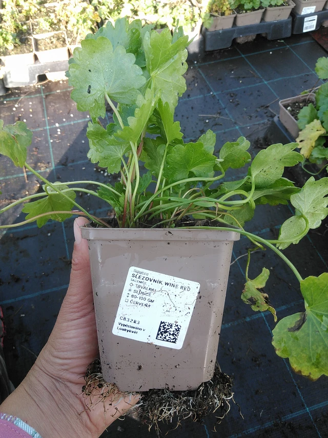 Sidalcea Wine Red - 11. 9. 2025