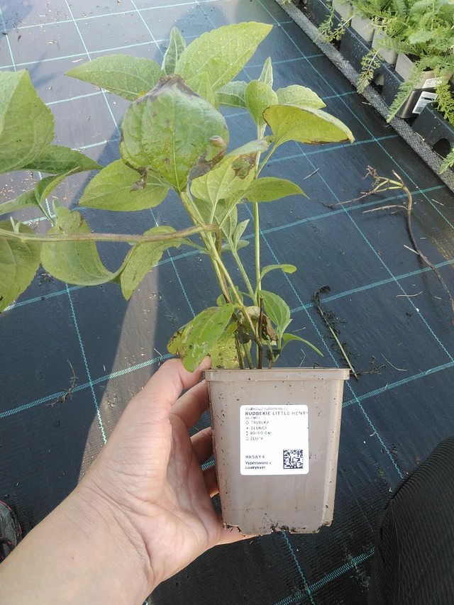 Päivänhattu Little Henry - 11. 9. 2025