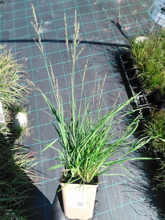 Siniheinä Heidezwerg - 19. 8. 2025