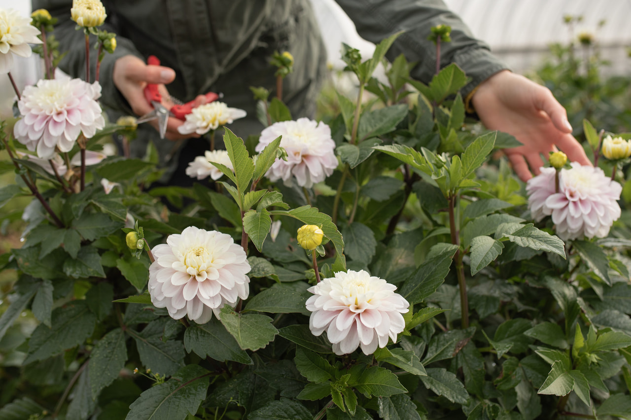 Daalia Cayen, Loukykvět