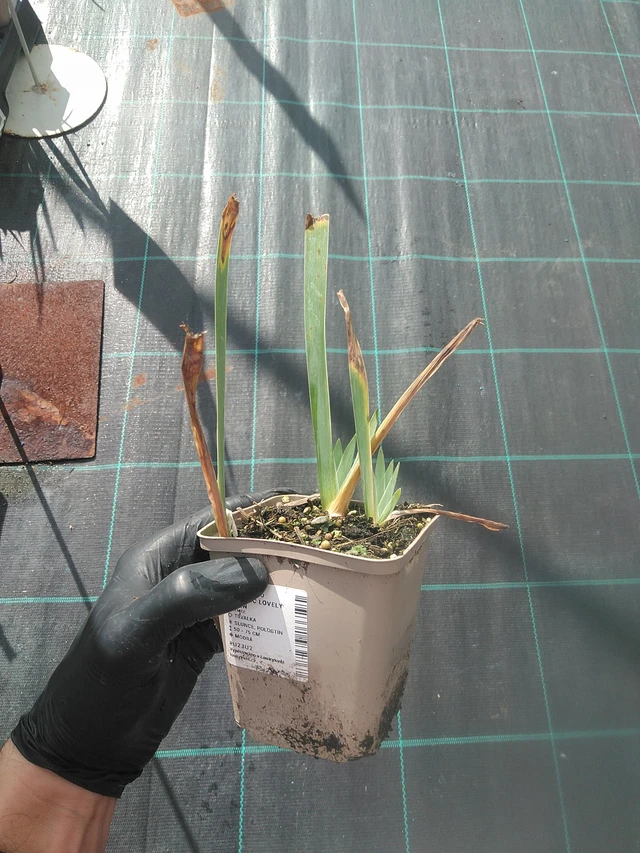 Kurjenmiekka Lovely Again - 13. 10. 2025