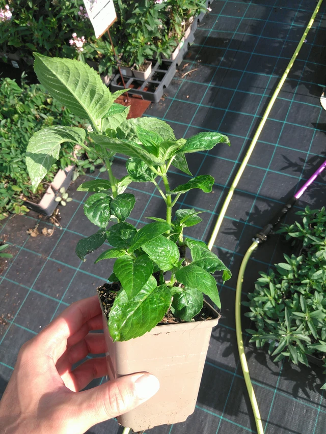 Väriminttu Prärienacht - 14. 7. 2025