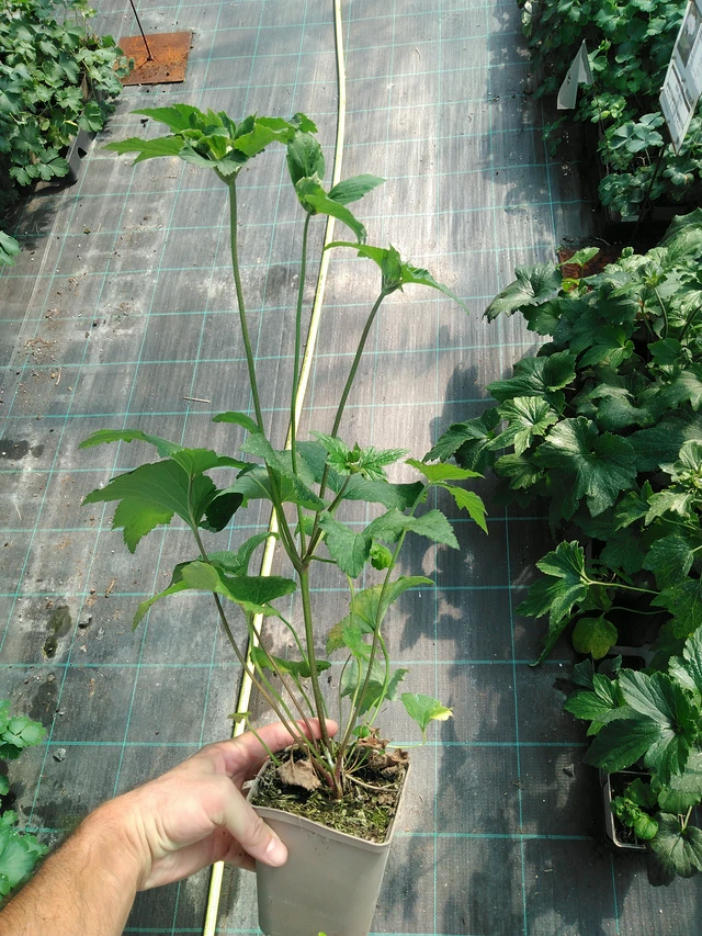 Syysvuokko Whirlwind - 19. 8. 2025