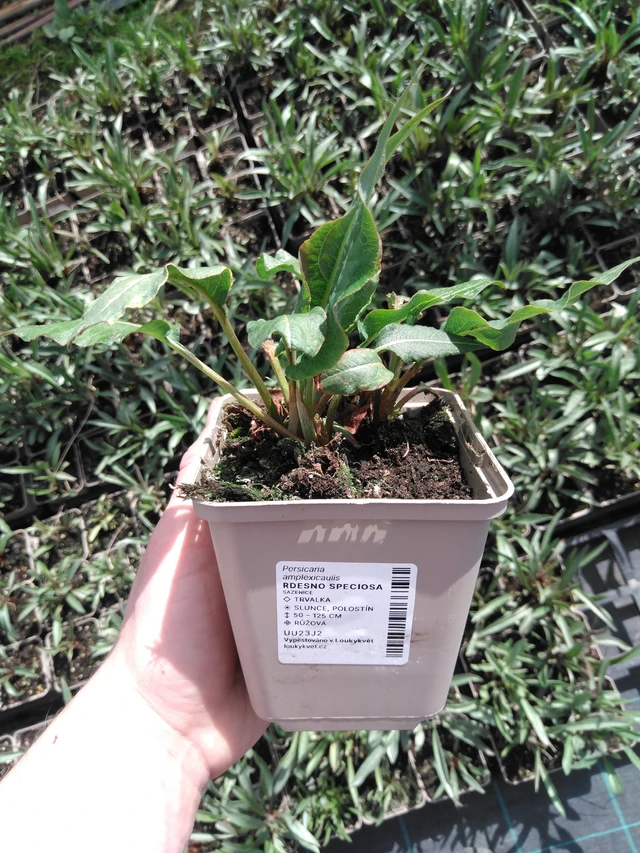 Konnantatar Speciosa - 2024