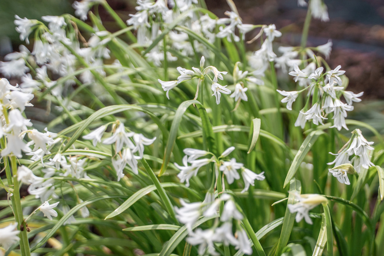 Allium triquetrum, Loukykvět