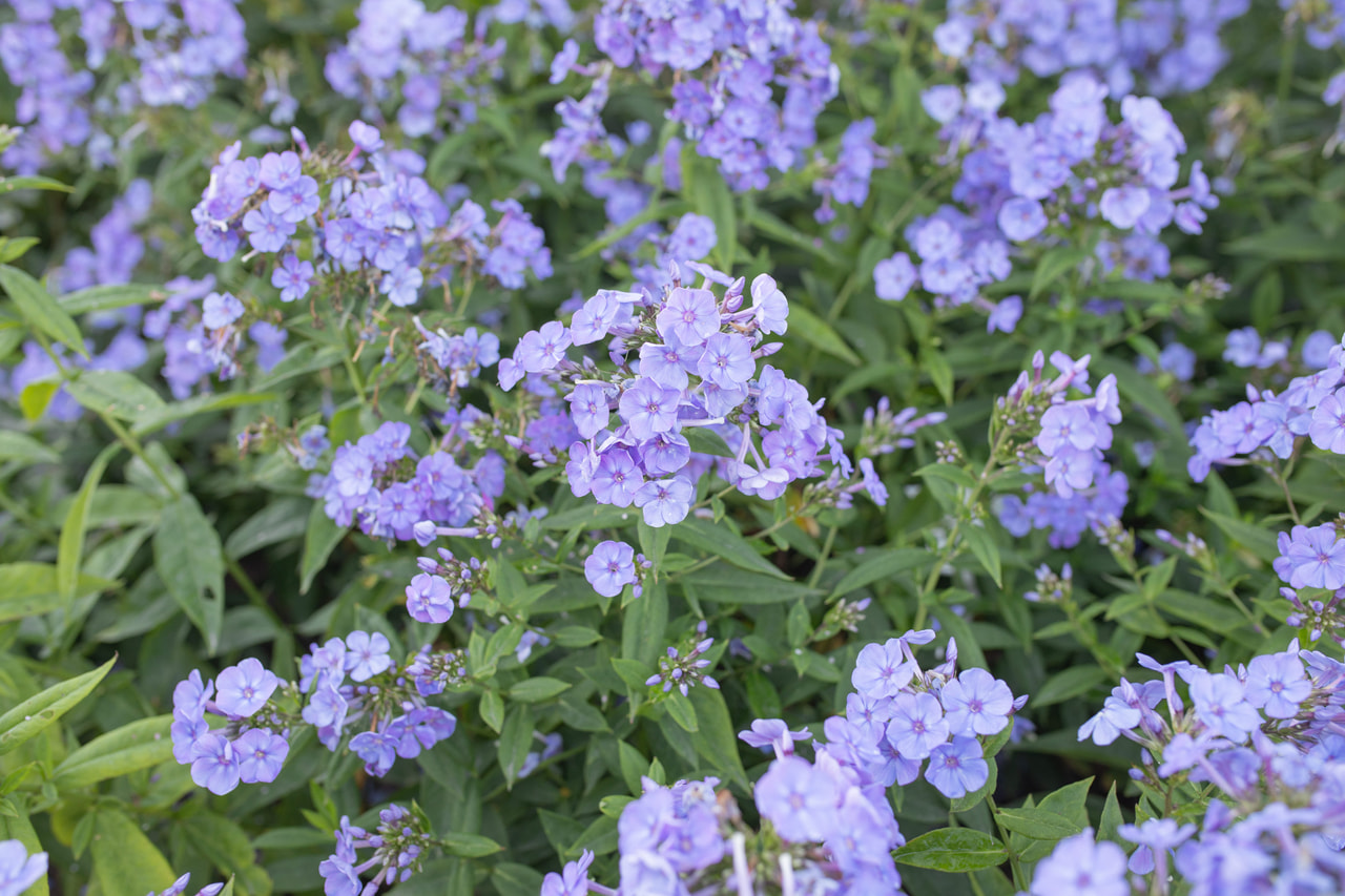 Syysleimu Sweet Summer Ocean, Loukykvět