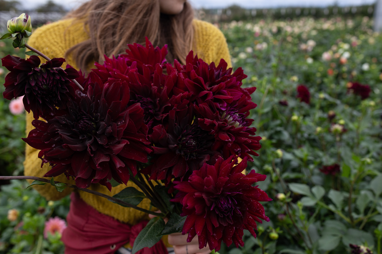 Daalia Rip City, Loukykvět