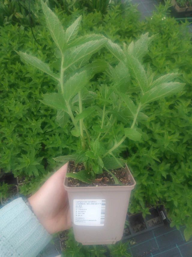 Maitokello Alba - 2024