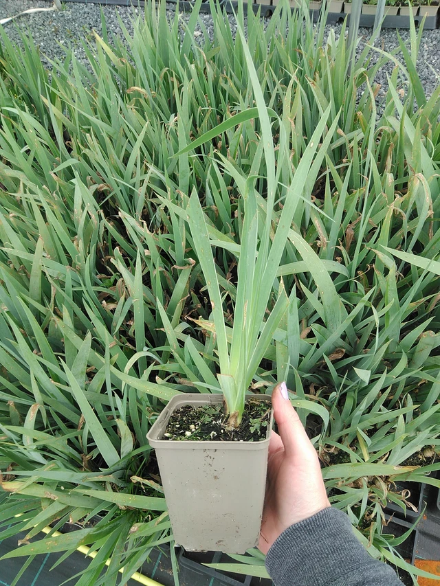 Kurjenmiekka Glacier - 9. 6. 2025