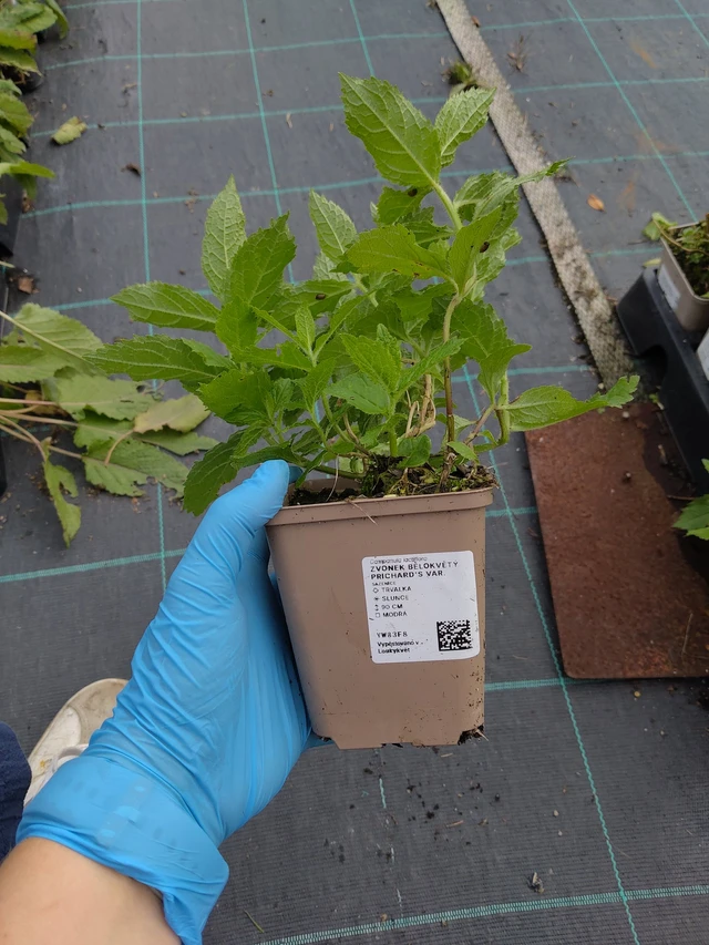 Maitokello Prichard's Var. - 10. 9. 2025