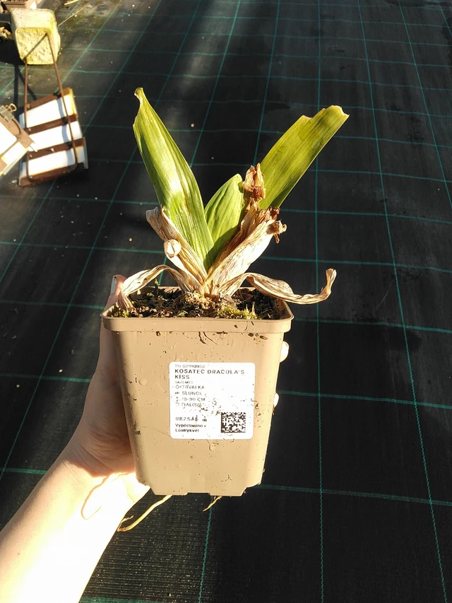 Kurjenmiekka Dracula's Kiss - 7. 4. 2026