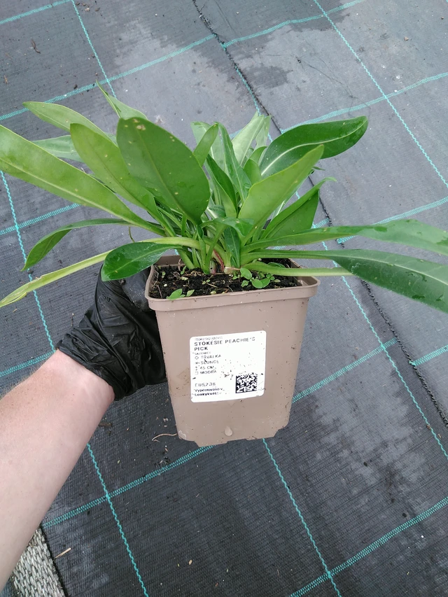 Stokesia Peachie's Pick - 10. 9. 2025