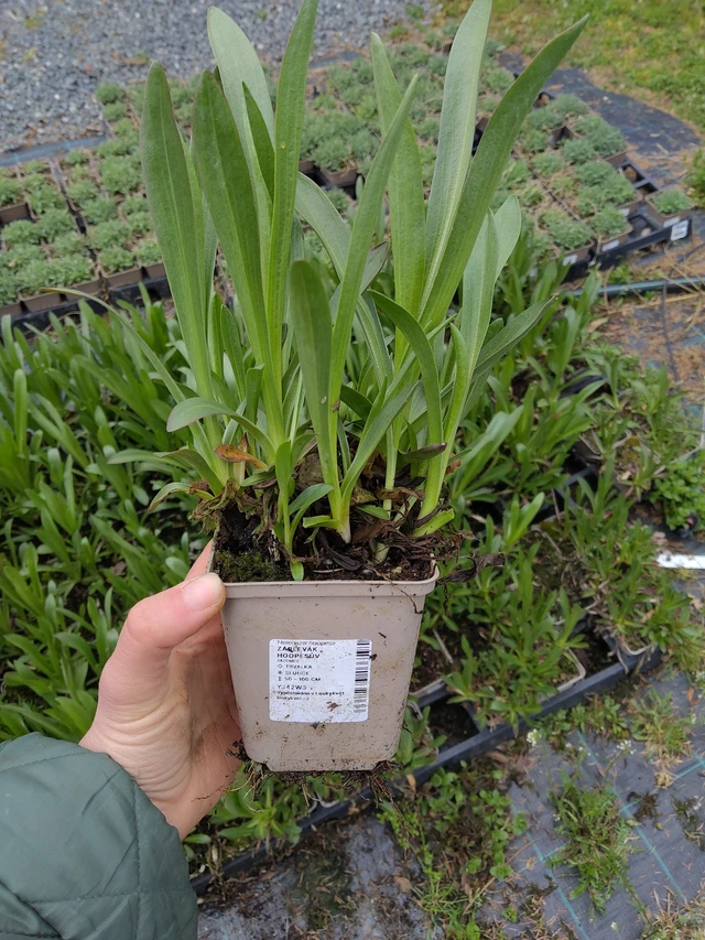 Komeahohdekukka - 21. 4. 2026