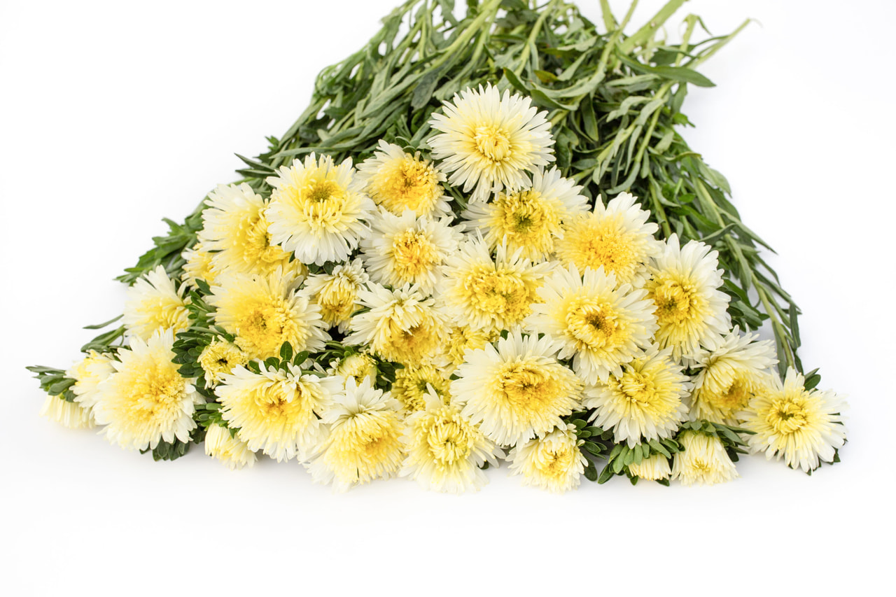 China aster Benary’s Princess Yellow, Loukykvět