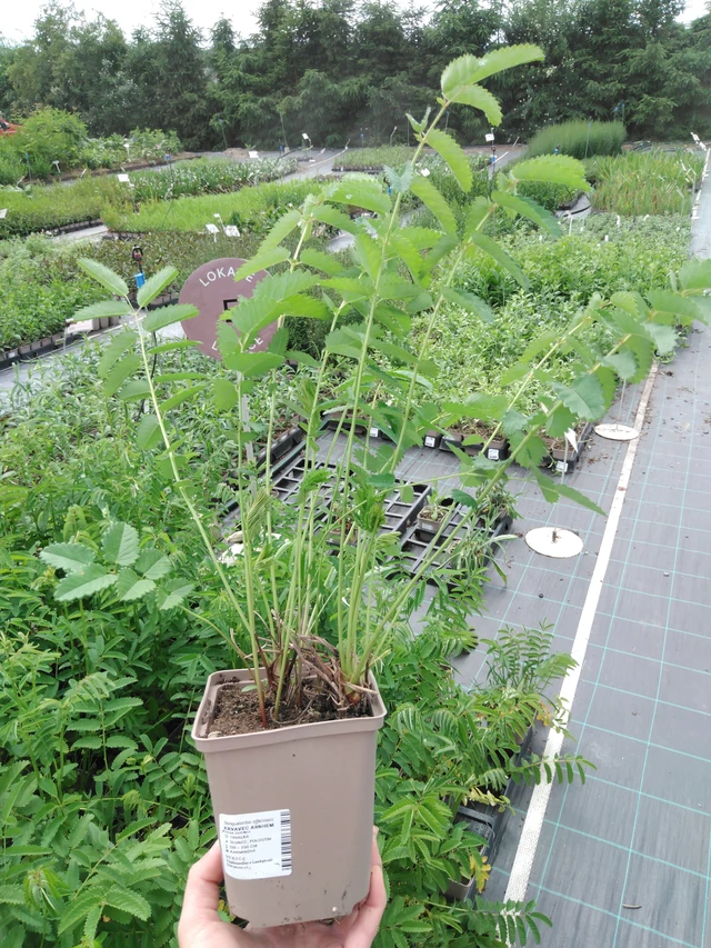 Luppio Arnhem - 2024