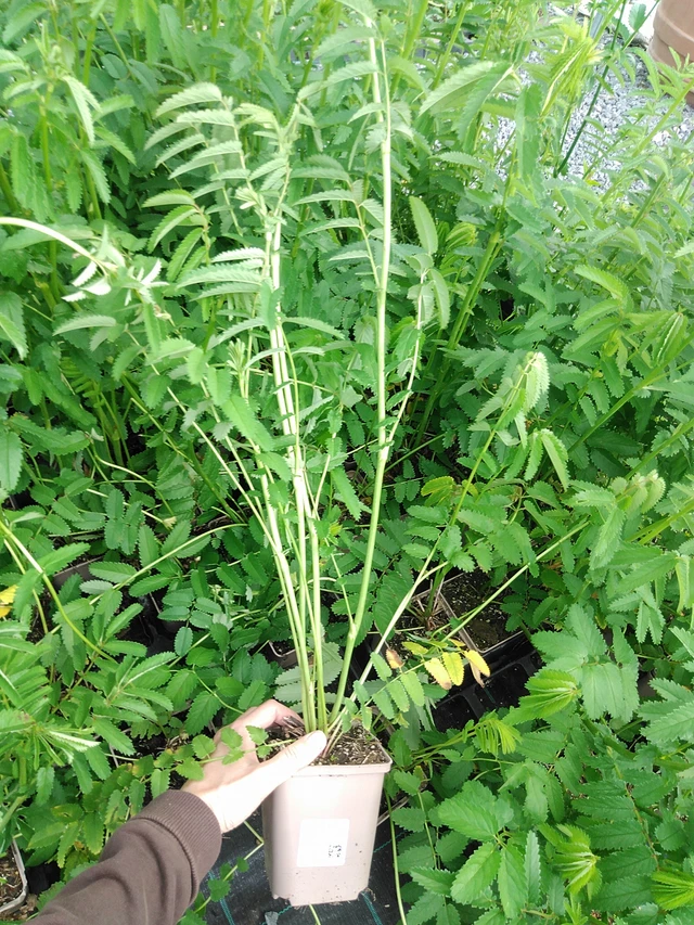 Luppio Arnhem - 9. 6. 2025