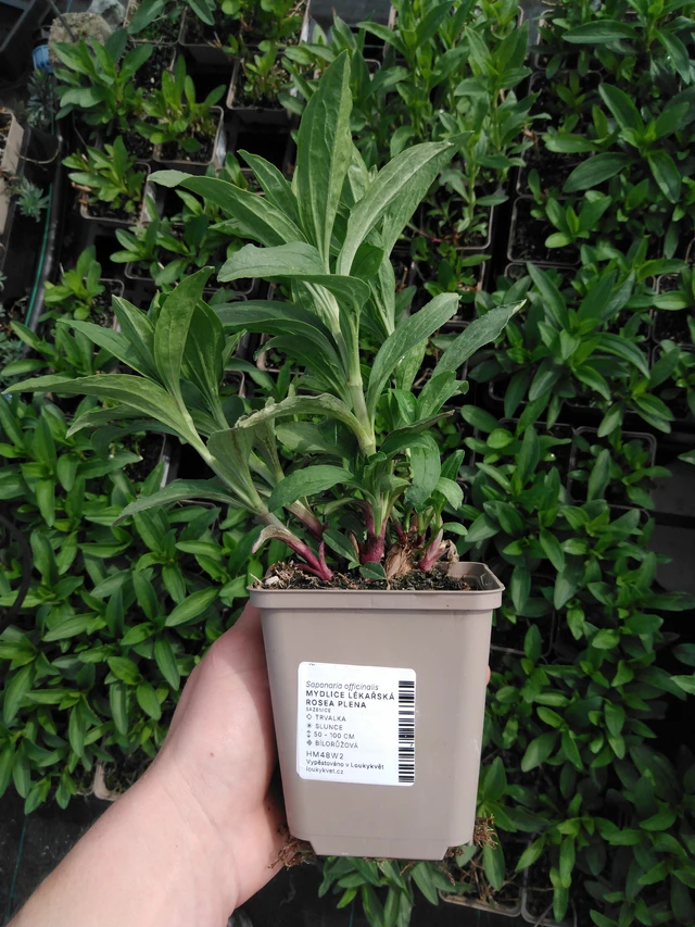 Rohtosuopayrtti Rosea Plena - 2024