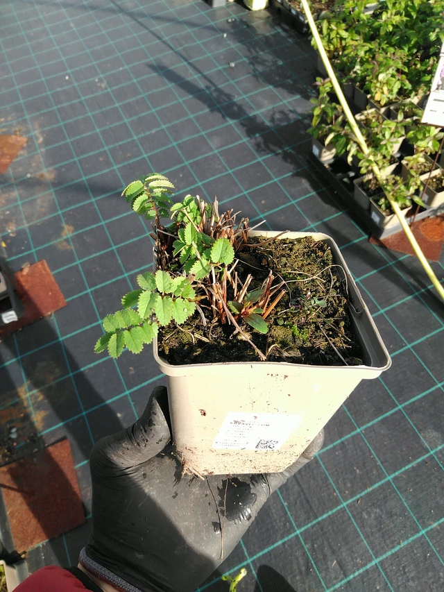 Krvavec Lum - 31. 10. 2025