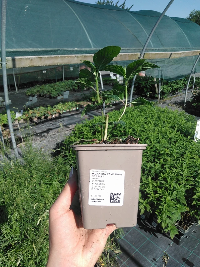 Monarda Cambridge Scarlet - 13. 7. 2026