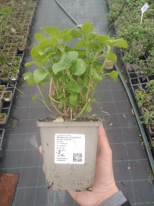 Käenminttu Blue Cloud - 10. 10. 2025