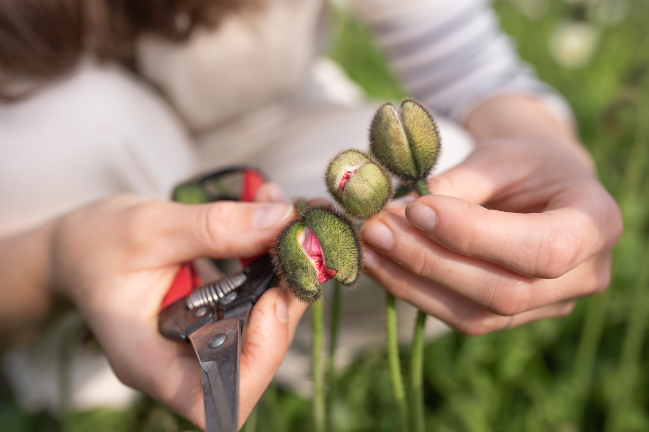 Valmue Champagne Bubbles Pink, Loukykvět