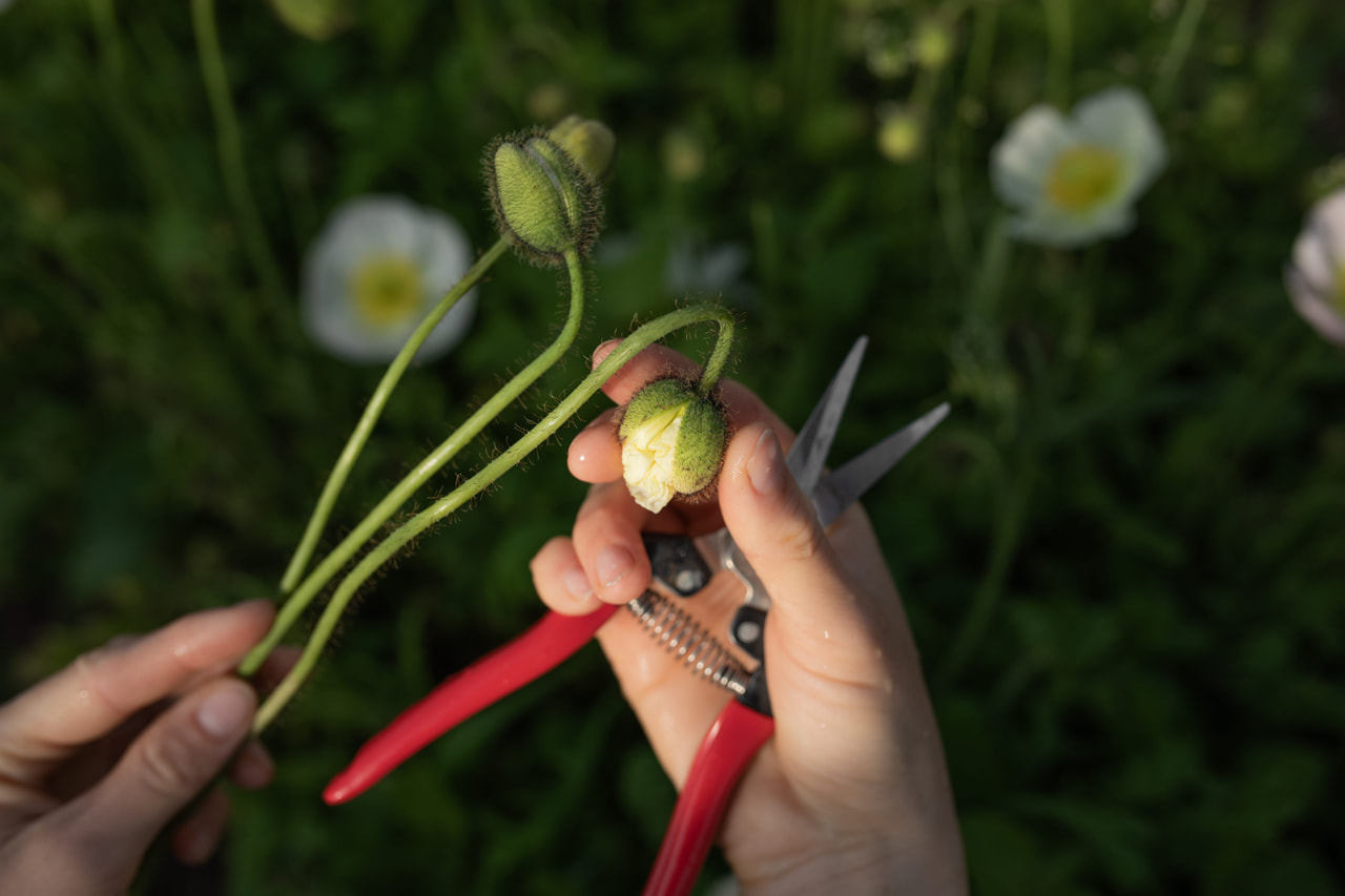 Valmue Champagne Bubbles White, Loukykvět