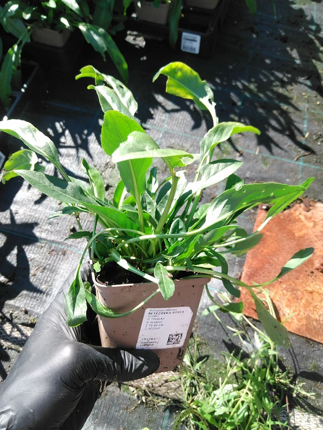 Kellopeippi Rosea - 19. 8. 2025