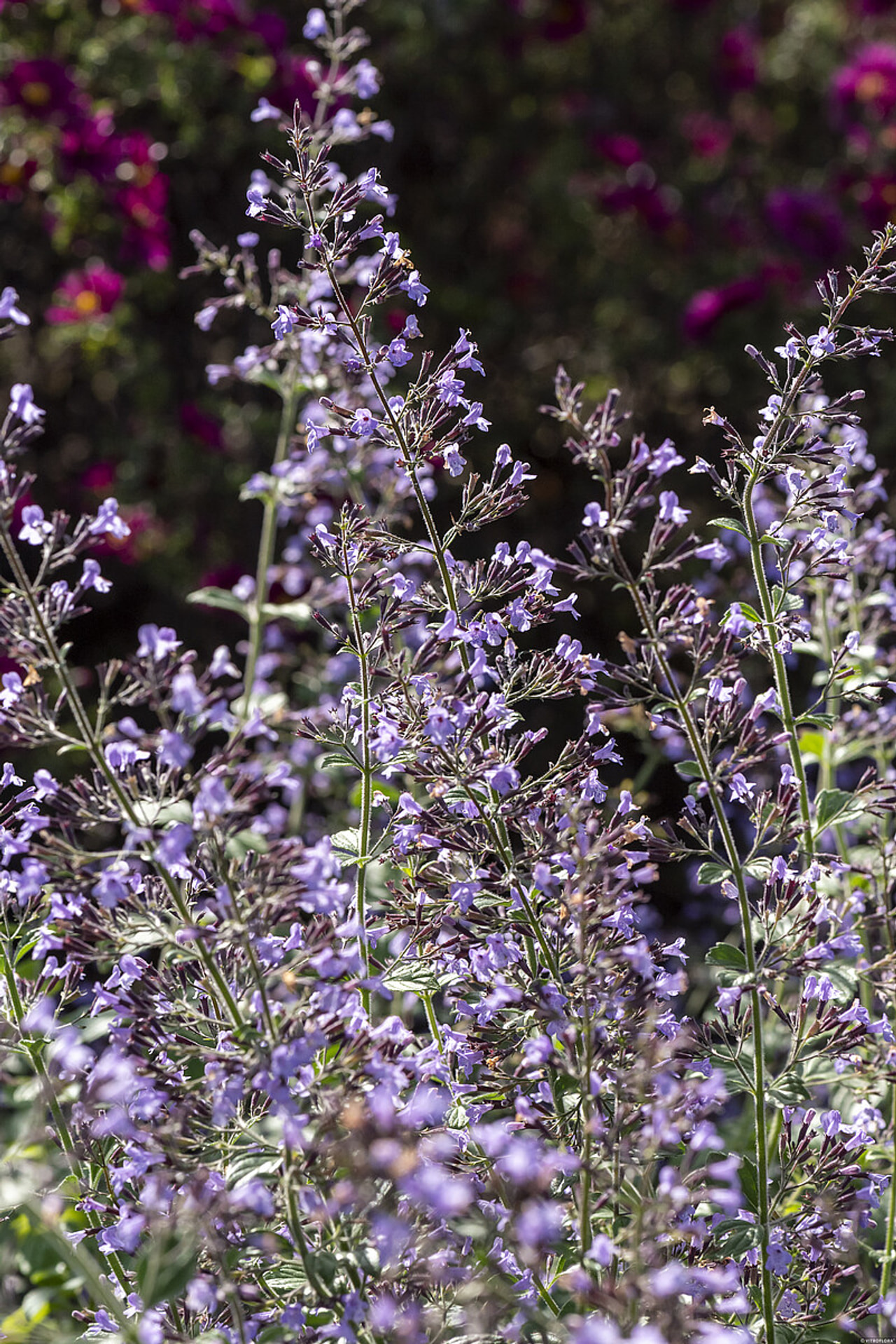 Käenminttu Blue Cloud, Loukykvět