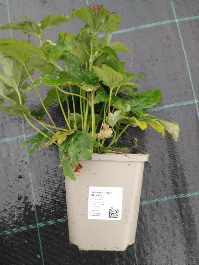 Syysvuokko Prinz Heinrich - 10. 9. 2025