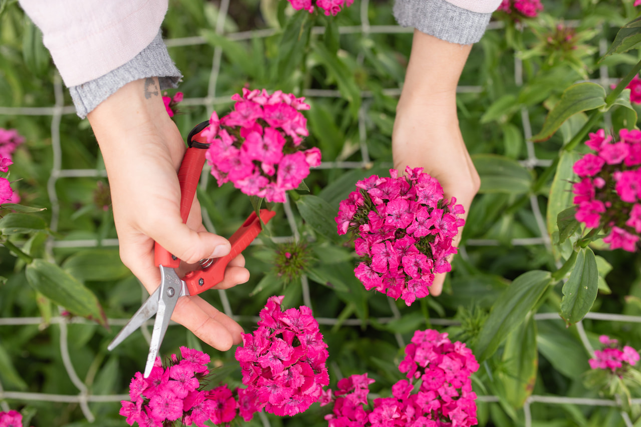 Clavel del poeta Barbienne Rose, Loukykvět