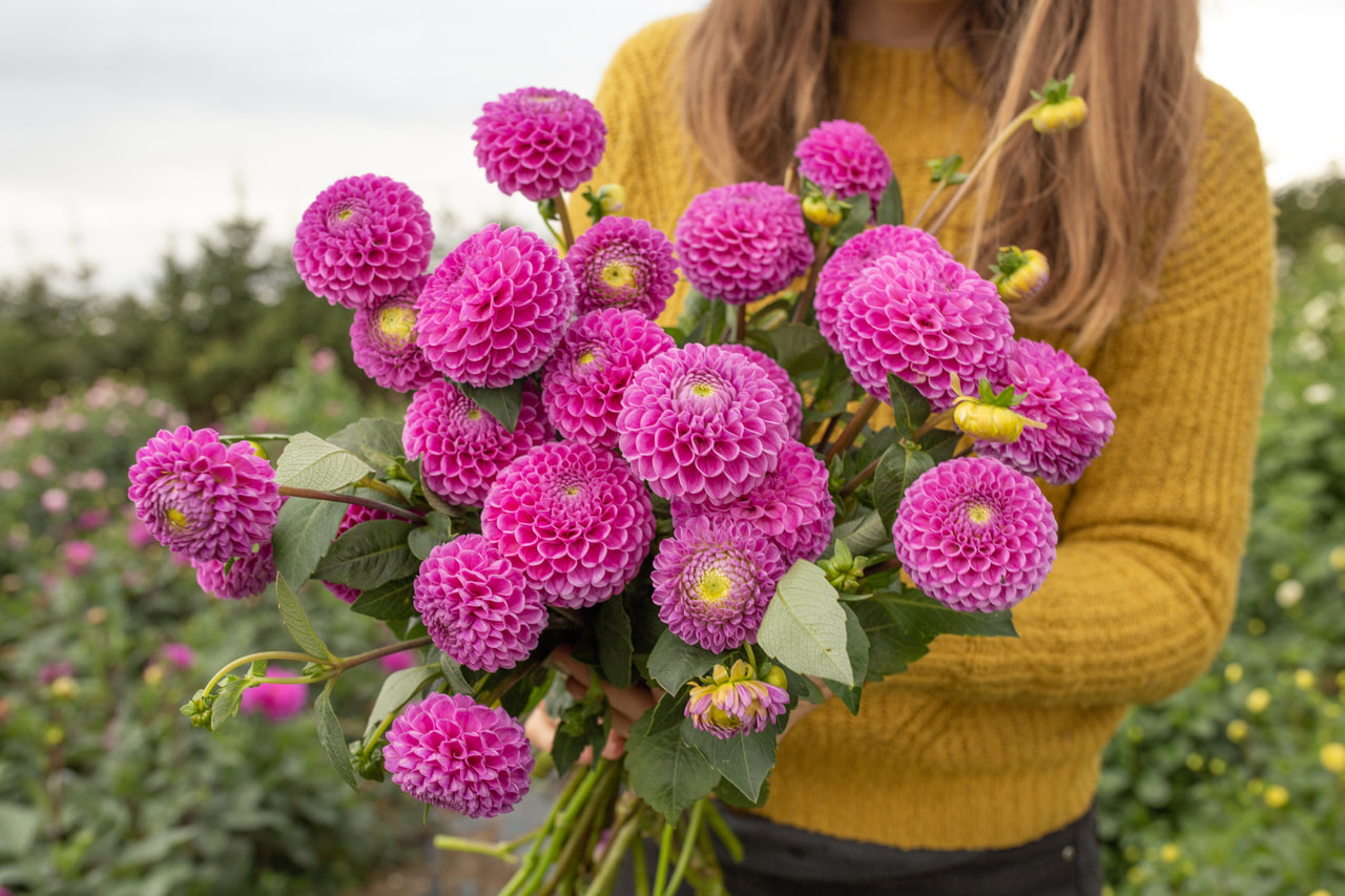 Daalia Franz Kafka, Loukykvět