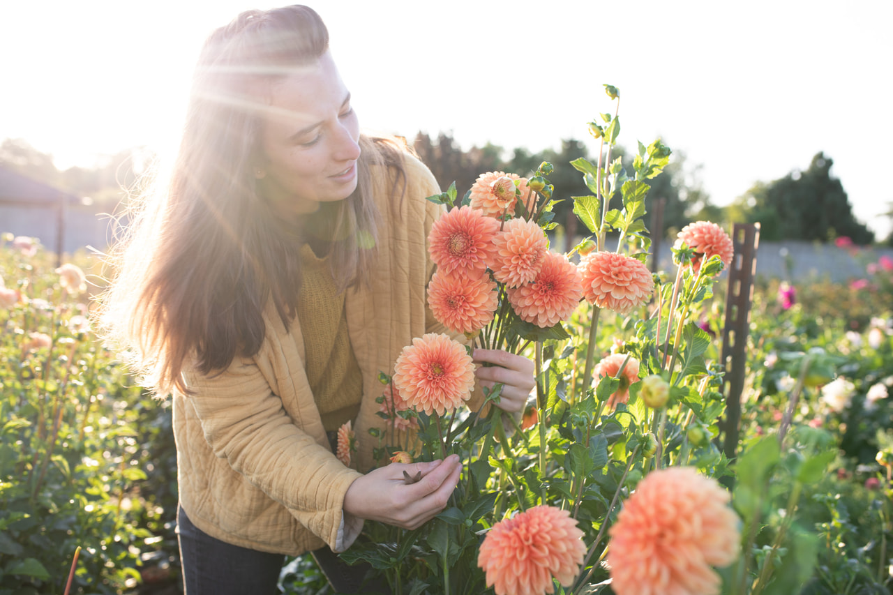 Dalia Jowey Linda, Loukykvět