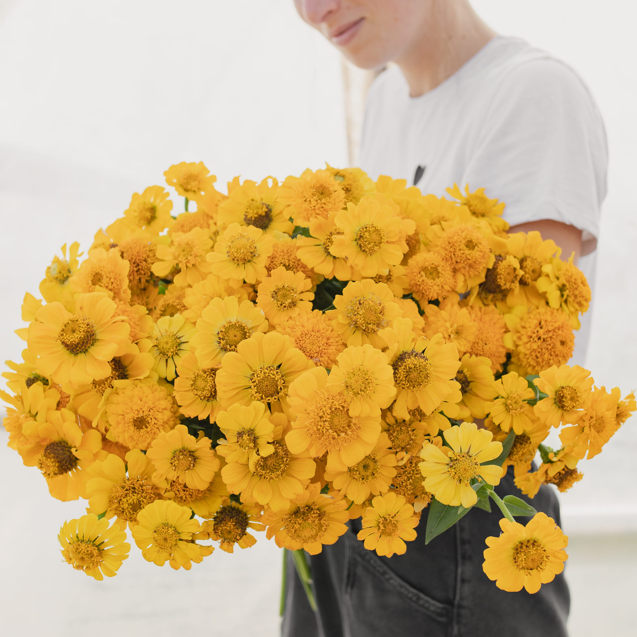 Pruudisõlg Zinderella Yellow, Loukykvět