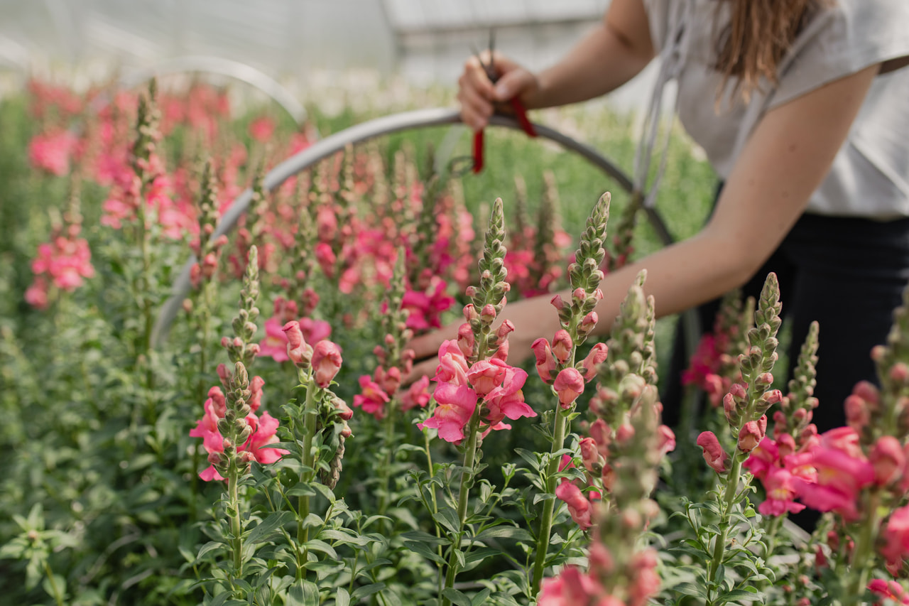 Leeuwenbek Costa Rose, Loukykvět