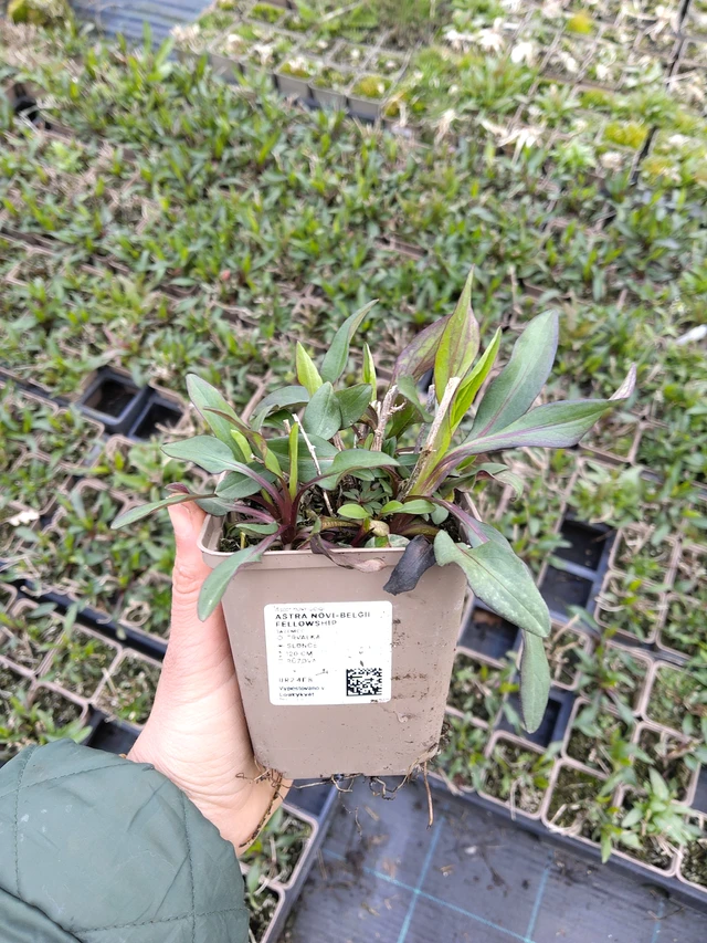 Syysasteri Fellowship - 21. 4. 2026